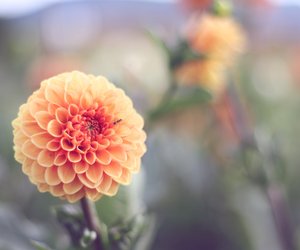 Bedeutung Dahlie: Wofür steht sie in der Sprache der Blumen?