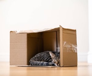 Warum lieben Katzen Kartons so sehr? Wetten, dass dich die Antwort überrascht?