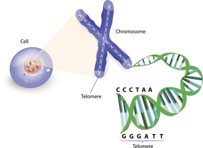 Was sind Telomere?