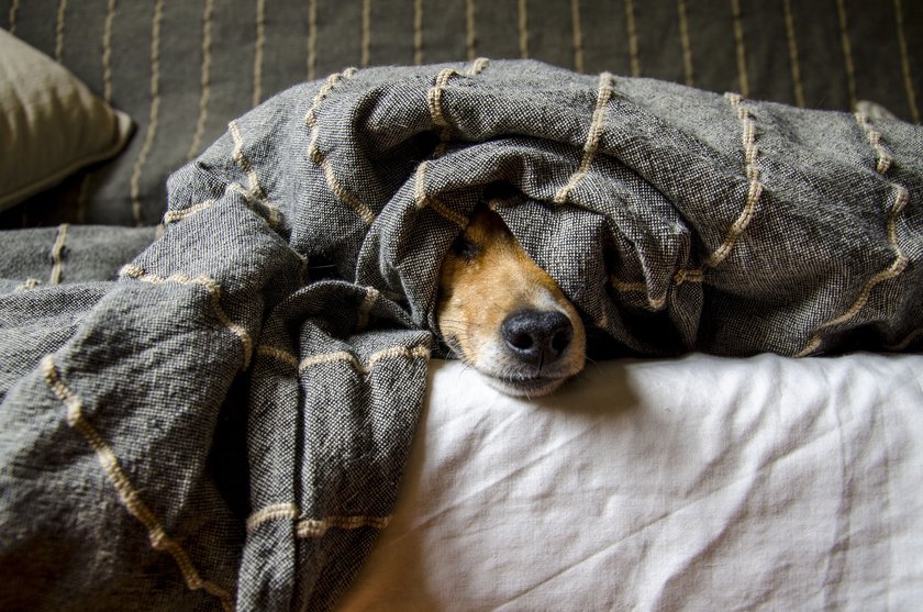 Hunde lieben Wärme und kuscheliges Wohlbefinden. 