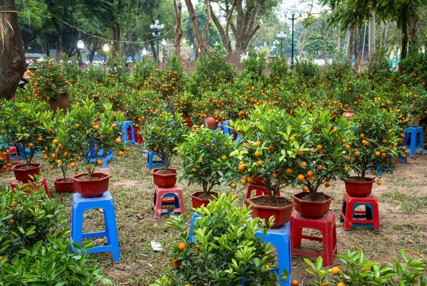 Kumquat Bäume