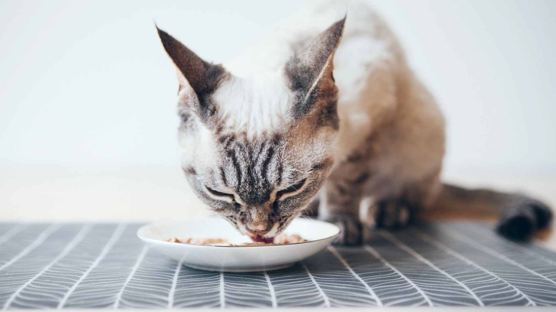 So-bleibt-der-Boden-sauber-Die-Ikea-Unterlage-f-r-Hunde-und-Katzenfutterpl-tze