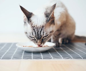 Hund oder Katze kleckern beim Essen? Diese Ikea-Unterlage schützt deinen Boden