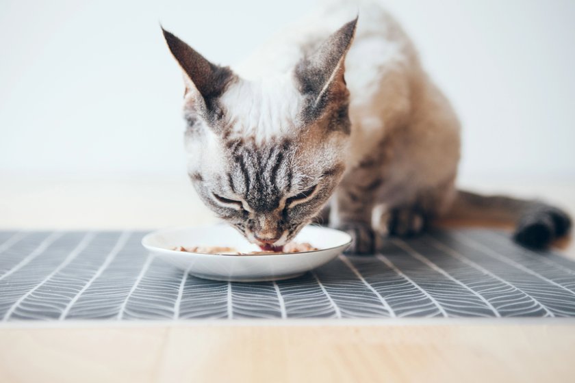 Eine Katze frisst von einem Teller.