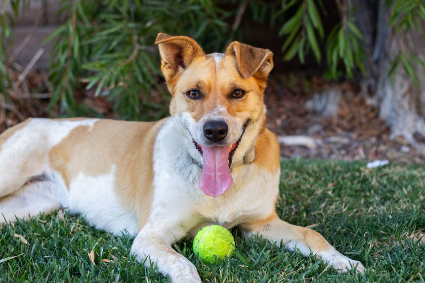 Hund liegt mit einem Tennisball im Gras.