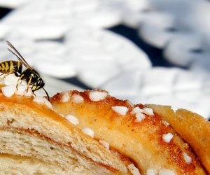 Wespen zu töten kann zwischen 5.000 und 65.000 € kosten