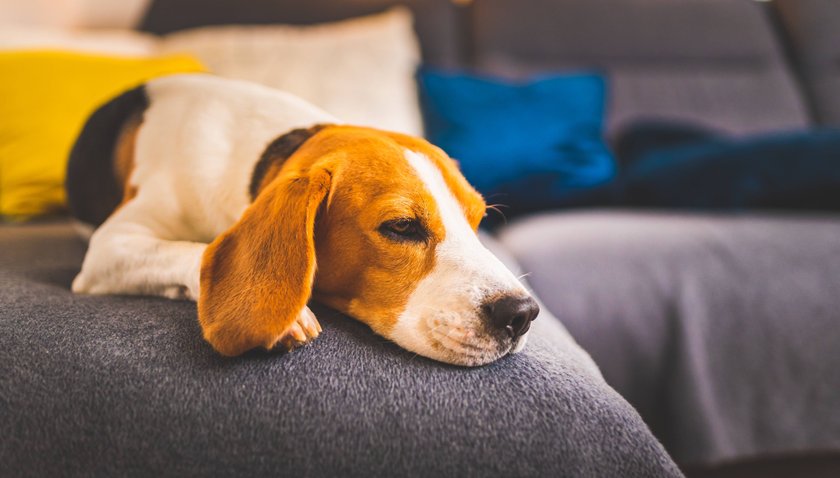 Schlafender Beagle Hund auf dem Sofa.