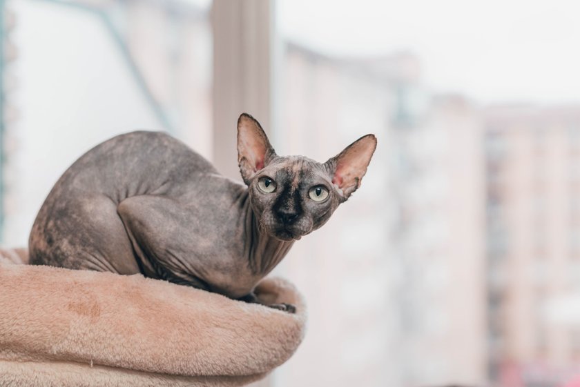 Eine Sphynx Katze sitzt auf einem Kissen und schaut in die Kamera.