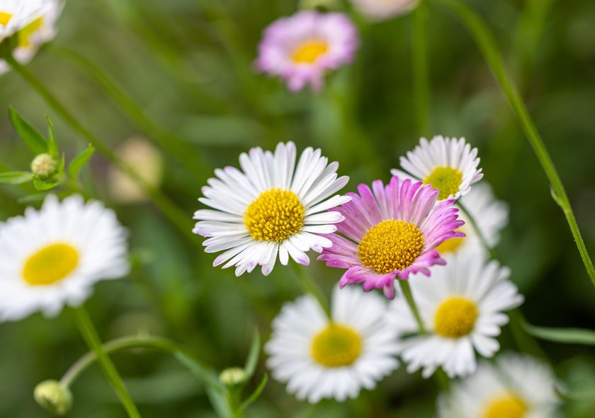 Close up of Mexican fleablane daisy - Erigeron karvinskianus - on a sunny day