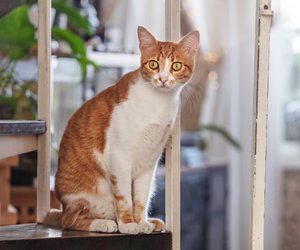 So lange dürfen Katzen alleine bleiben