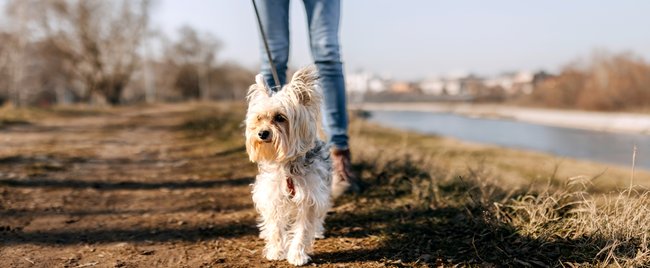 Dein Hund findet Spazierengehen langweilig? Dann probiere diese Spiele