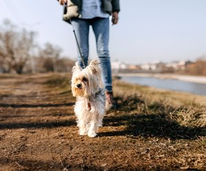 Dein Hund findet Spazierengehen langweilig? Dann probiere diese Spiele