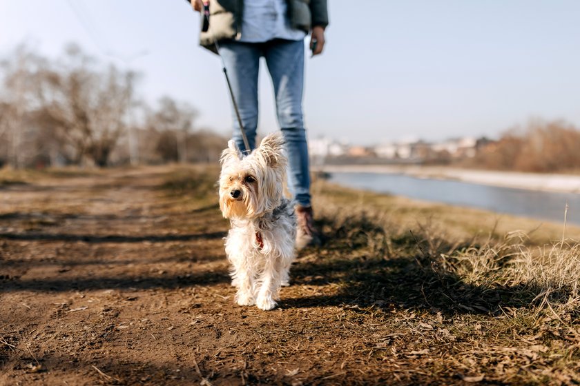 Dieses Jahr hält Tchibo wieder tolle Angebote für euch bereit – wie diese Hunde-Gassitasche.