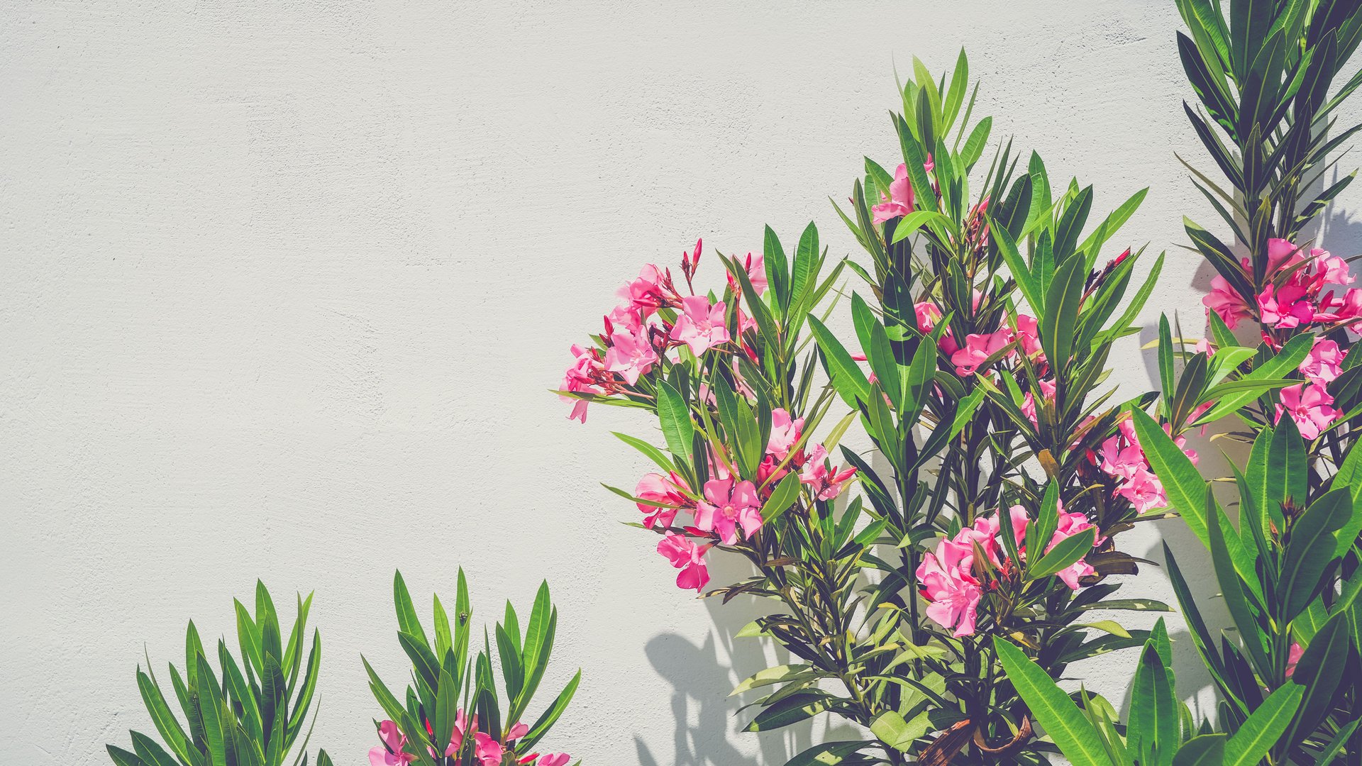 Dieser-Handgriff-sorgt-daf-r-dass-dein-Oleander-in-voller-Pracht-erstrahlt
