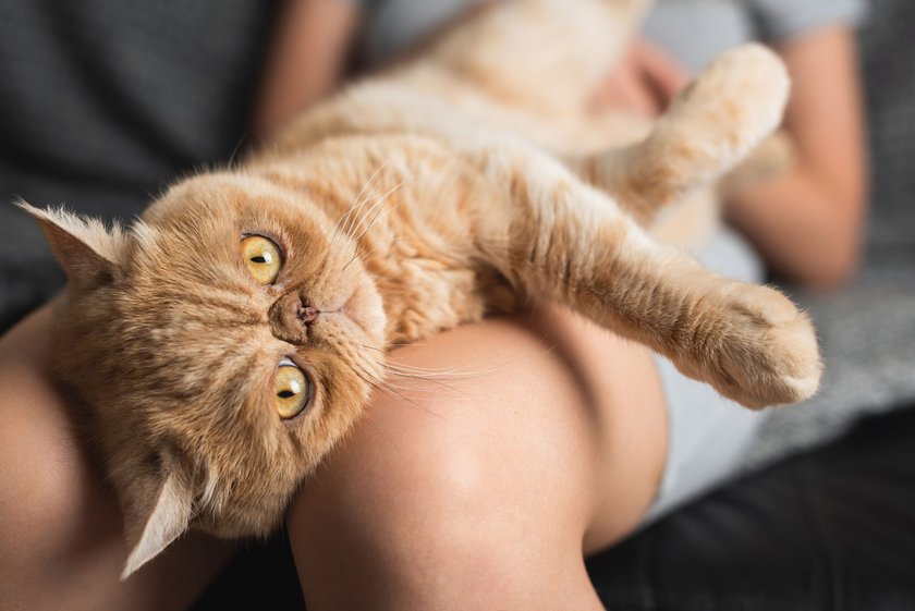 Exotic Shorthair sind ähnlich wie Perserkatzen sehr gemütlich.