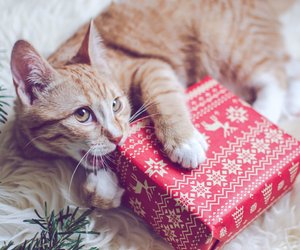 Adventskalender für Katzen: 24 Portionen Liebe für deine Samtpfote