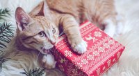 Adventskalender für Katzen: 24 Portionen Liebe für deine Samtpfote