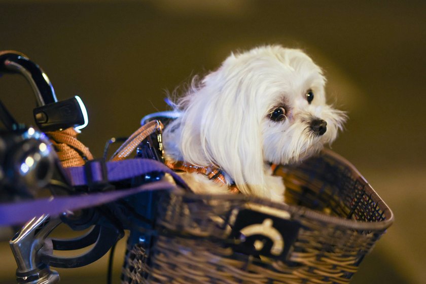 Hund sitzt im Fahrradkorb