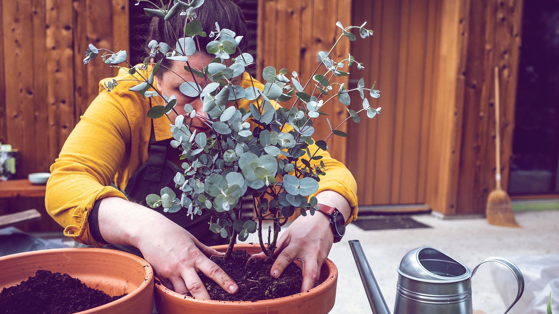 Eukalyptus-auf-dem-Balkon-Mit-diesen-Tipps-gedeiht-er-perfekt
