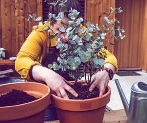 Die besten Tipps, damit Eukalyptus auf deinem Balkon gesund gedeiht