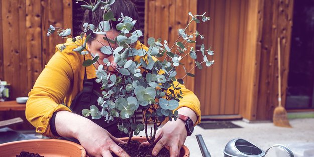 Wie Eukalyptus auf dem Balkon überlebt? Mit diesen Pflegetipps