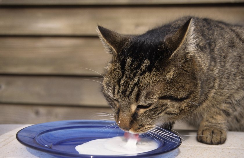 Katze schleckt einen Teller ab.