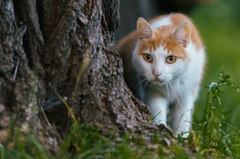 Eine Türkisch Van läuft dicht an einem Baum vorbei.