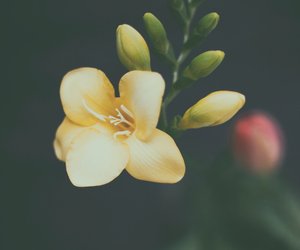 Freesie Bedeutung: Diese Symbolik steckt hinter der schönen Blume