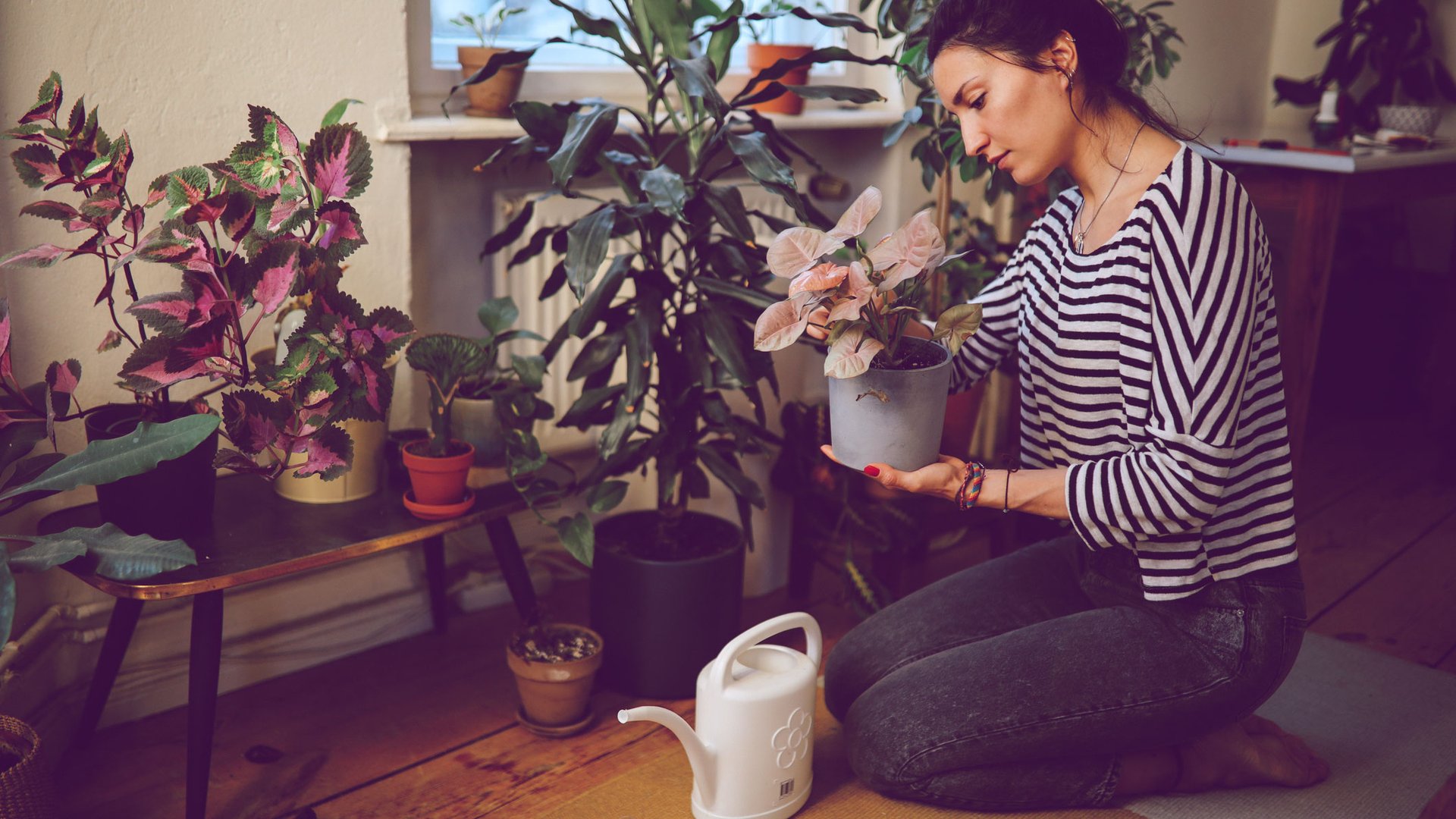 Schimmel-auf-der-Blumenerde-Ein-Gew-rz-das-du-garantiert-zu-Hause-hast-rettet-deine-Pflanzen