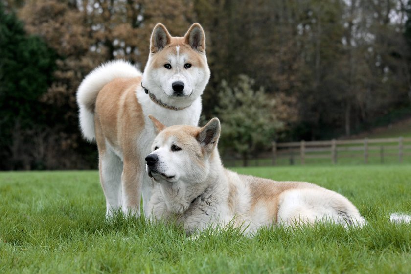 Akita Hund 