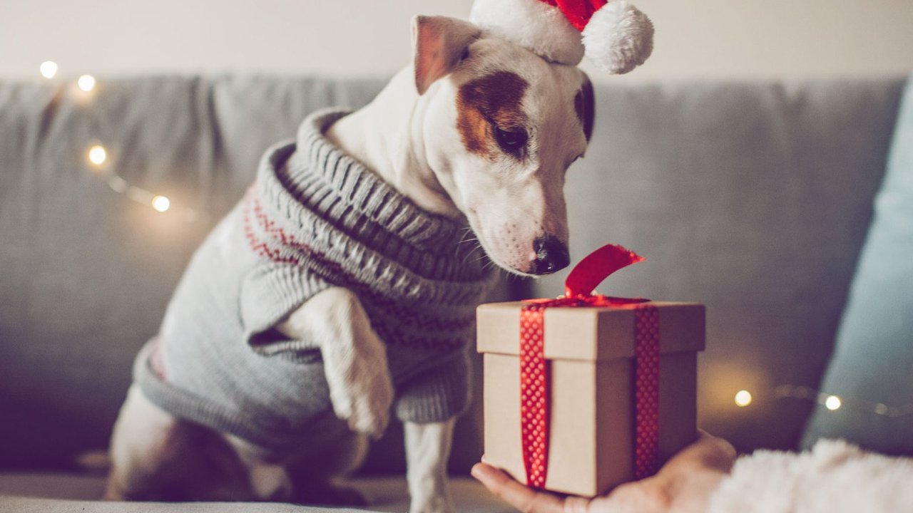 Auch für deinen Vierbeiner weihnachtet es bald.