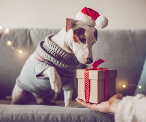 Bei Amazon beliebt: Hol dir diesen Hunde-Adventskalender für deinen Liebling