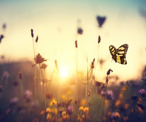 Sommerliche Eleganz für die Haustür: Der Deko-Kranz von Amazon ist ein echter Hingucker