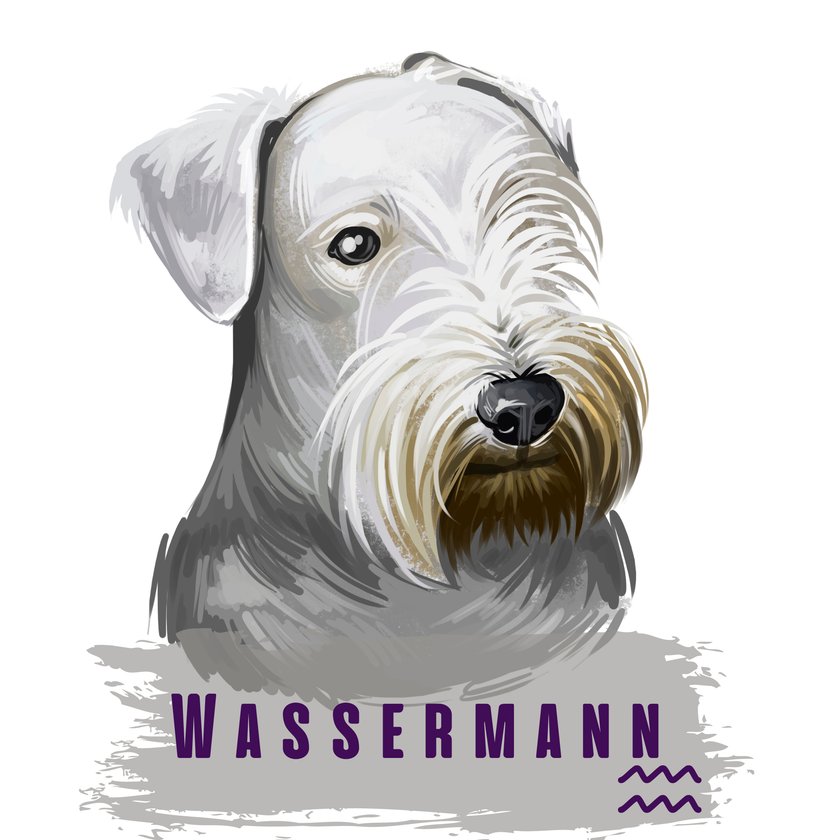 Wassermann Hund