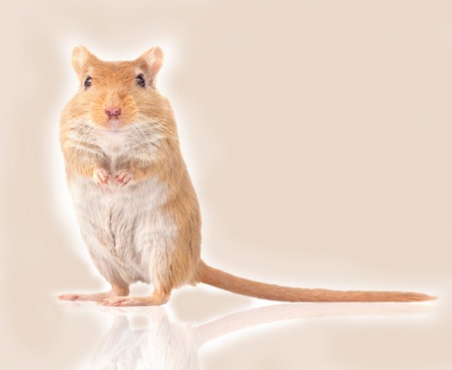 braune Maus braune Maus