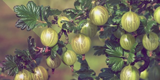 Gesunde Stachelbeere: Diese Nährwerte stecken in der sauren Beere