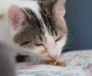 Leckerbissen: Mit diesen Snacks bereitest du deiner Katze Freude