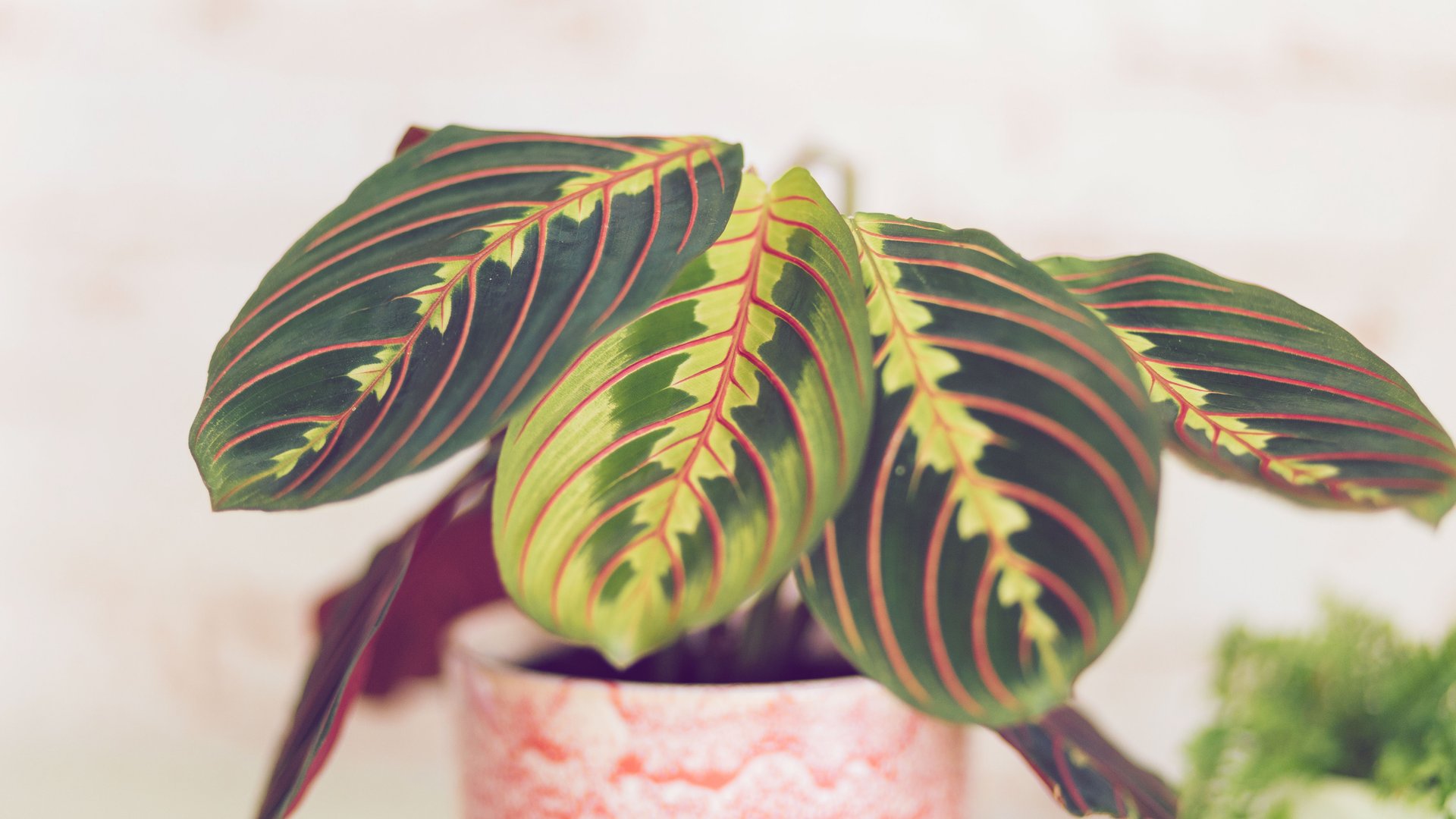 Diese 6 Zimmerpflanzen haben bunte Bltter (und sind echte Deko-Highlights  in deiner Wohnung!)