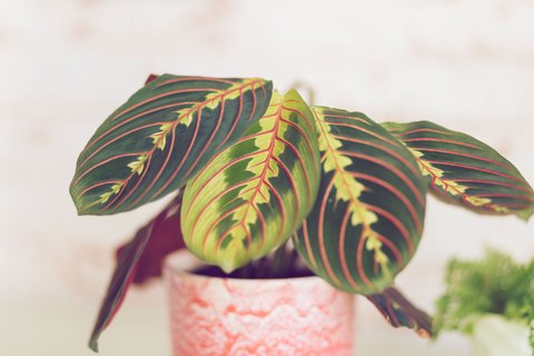 Diese 6 Zimmerpflanzen haben bunte Bltter (und sind echte Deko-Highlights  in deiner Wohnung!)