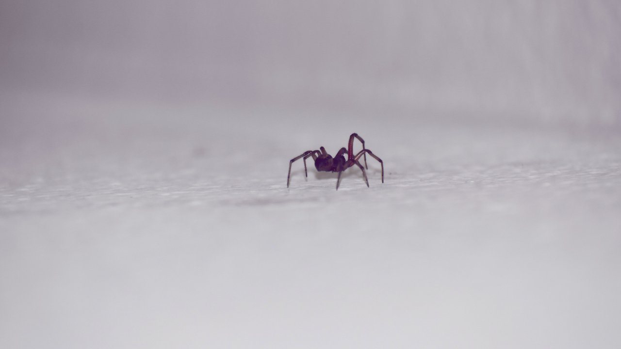 Spinne