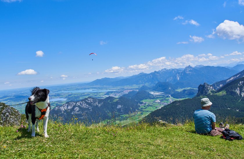 Hund auf der Alm.