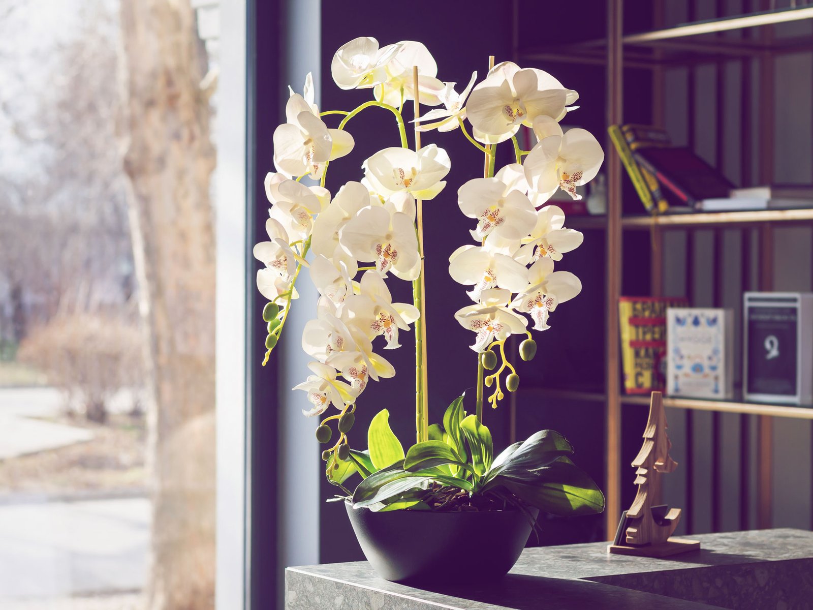 Dieses Hausmittel, das du garantiert in der Kche hast, bringt deine  Orchideen dazu, so schn zu blhen wie nie
