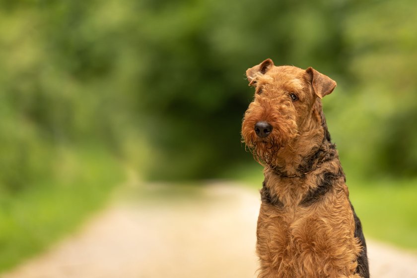 Airedale Terrier im Gras