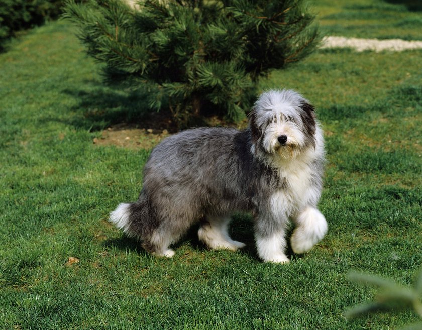 Ein Bearded Collie läuft über eine Wiese.