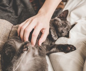12 Dinge, die man zu Katzen oder beim Sex sagen kann