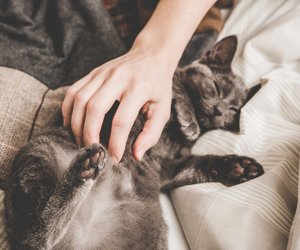 12 Dinge, die man zu Katzen oder beim Sex sagen kann