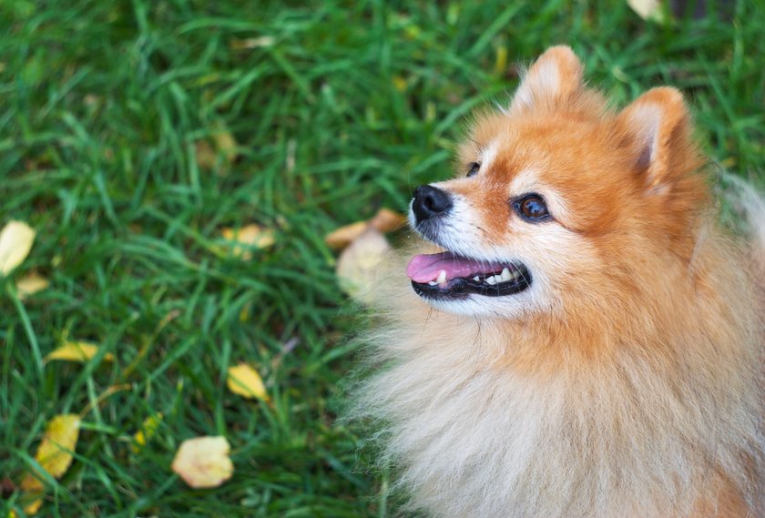 Ein Deutscher Spitz sitzt auf einer Wiese und schaut in den Himmel.