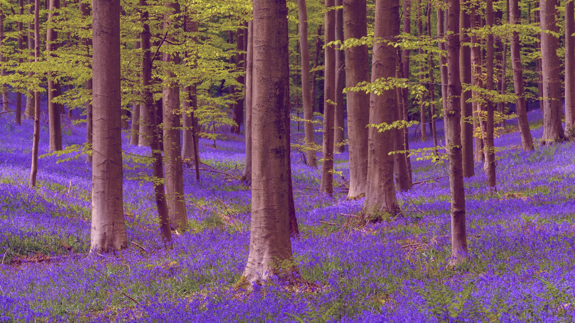 Wandertr-ume-werden-wahr-In-diesen-m-rchenhaften-W-ldern-in-deiner-N-he-findest-du-echte-Auszeit