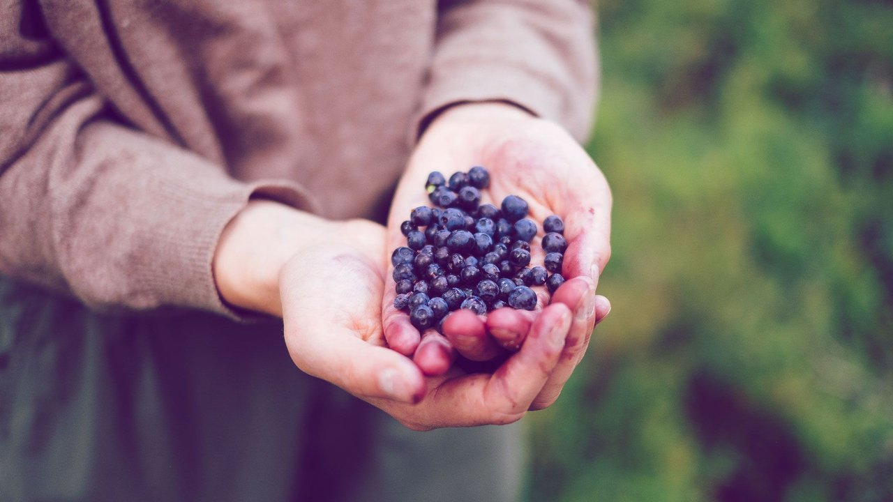 blaubeeren anpflanzen