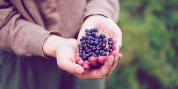 Mit diesem Trick kannst du ganz leicht deine eigenen Blaubeeren auf dem Balkon anpflanzen!